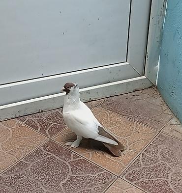 Голуби: Növ: Ev göyərçini (ornamental) Rəng: Ağ gövdə, qəhvəyi baş və quyruq — 1