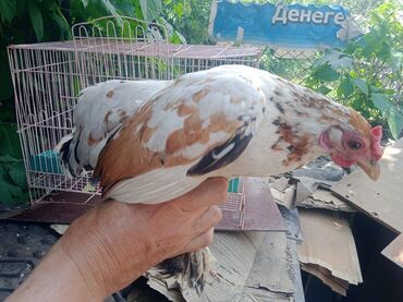 ээр токум ат жабдык бишкек: Продаю курицу бентамку, несётся