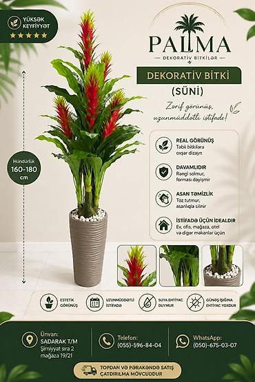 🌿 PALMA – dekorativ bitkilər Evinizə, ofisinizə və digər məkanlara lalafo.az -da 🌿 PALMA – dekorativ bitkilər Evinizə, ofisinizə və digər məkanlara