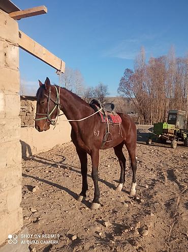 Лошади, кони: Продаю | Жеребец | Рабочий — 10