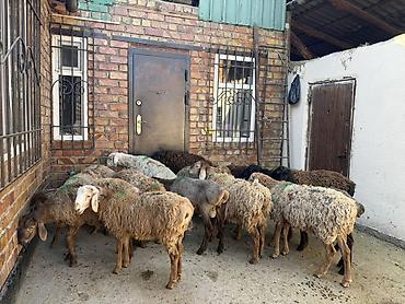Продам с/х животных: Продаю | Ягненок | Для разведения — 2