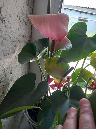 Антуриумы: Антуриум (Anthurium andreanum) в горшке. - Эффектные красные — 15
