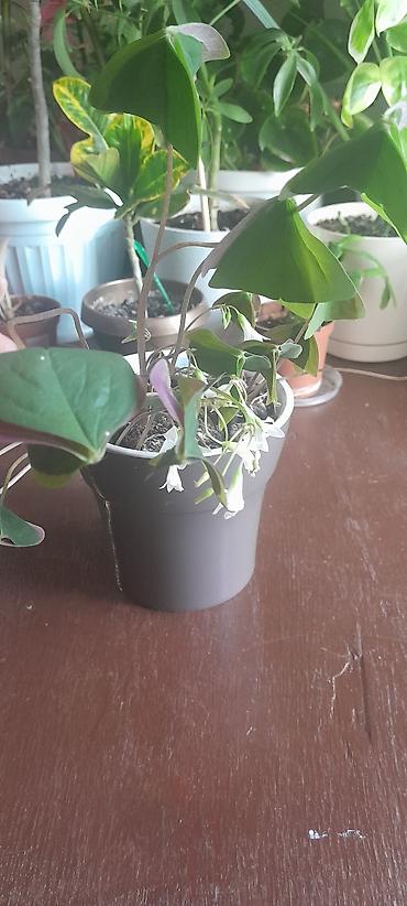 Бегонии: Продаю домашние растения — 19