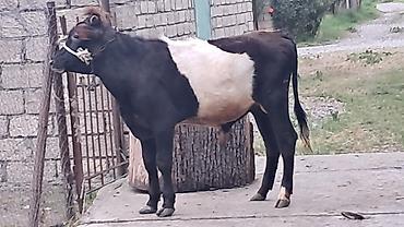 Inəklər, öküzlər: Dör baş bordaqlıq erkək cins danalar satılır — 15