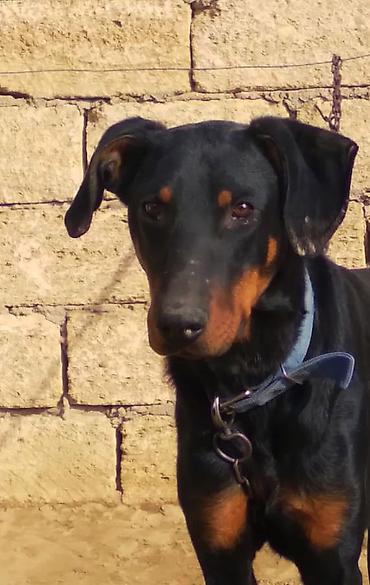 İtlər: Doberman, 9 ay, Erkek — 6