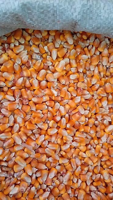 чудо фрукт: Кукуруза (зерно), очищенное сухое зерно в мешке. Описание: - Зерно — 1