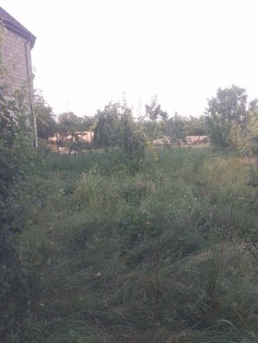torpaq ucuz: 8 sot, Biznes üçün, Mülkiyyətçi, Kupça (Çıxarış)