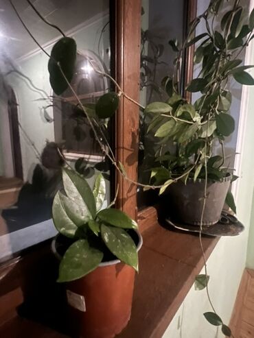 Otaq bitkiləri: Otaq və balkon üçün dekorativ bitkilər kolleksiyası - Qırmızı — 18