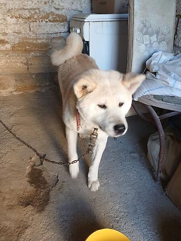 heyvan mal: Akita disidir 12 ayliq baxa bilmədiyim ucun satiram unva lokbatanda — 3