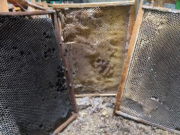 белый мёд: Суш сущ рамки пчелы пасека улей улий, рута дадан средняя