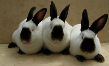 купить крольчат для разведения: Продаю | Крольчата | Калифорнийская