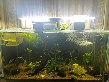 Аквариумы: Продаю аквариум 400 литров со всем содержимым ( фильтр грунт декорации — 1