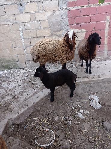 Qoyunlar, qoçlar: Erkək, Qala, il: 1, Damazlıq — 8