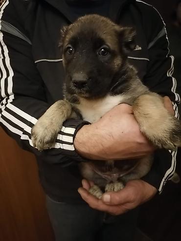 qurdbasar balaları: 35 günlük qurdbasar balaları, 5 dişi, 1 ərkək Anası: qurdbasar + cane — 2
