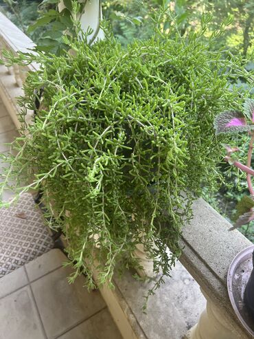 Xalçalar: Xalça -da lalafo.az — 16 Xalçalar: Xalça — 16