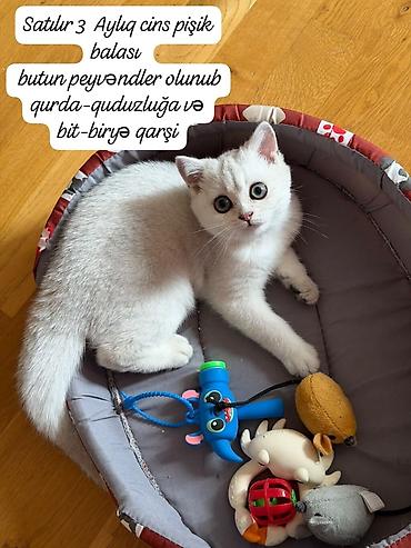 britain pisik: Dişi, Yaxşı əllərə — 1