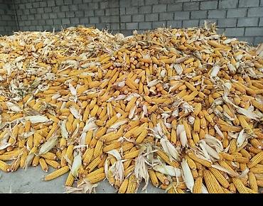 хаски цена собака: 🌽🌽🌽жүгөрү сатылат ✅Сорт:ПЛ-700 ПОД КОМБАЙН Кукуруза на продажу — 1
