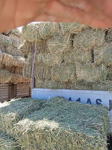 Сено в тюках - Натуральное луговое сено, плотно прессованные
