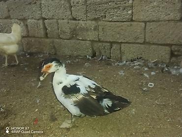 Kənd təsərrüfatı quşları: Dişi, | Lal ördək, Ətlik — 2
