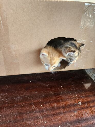 Pişiklər: Dişi — 7