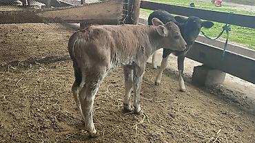 Коровы, быки: Продаю | Бык (самец), Тёлка | Для разведения — 2