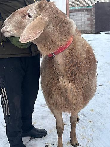 Баран, овца: Продаю | Баран (самец) | Для разведения | Племенные — 7