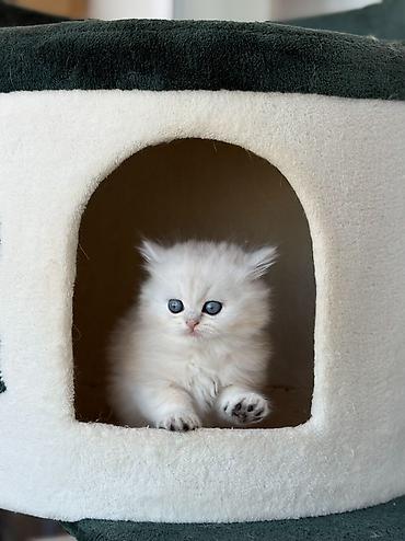 Pişiklər: Britan, Erkək — 18