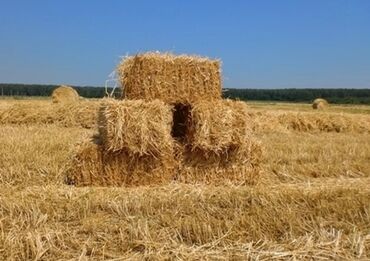 ячмень цена: Продаю салому ичинде разнотравья бар с поля 80 сом