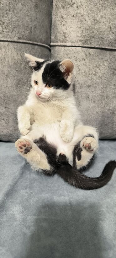 Pişiklər: Erkək, Yaxşı əllərə -da lalafo.az — 10 Pişiklər: Erkək, Yaxşı əllərə — 10