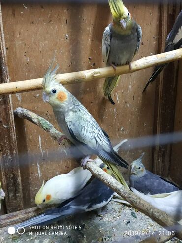 Tutuquşları: Diqqet quslarin altinin ve yerinin temizliyine fikir verin — 18