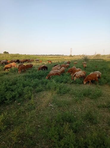 продаю кур: Продаю | Ягненок, Баран (самец) | Для разведения