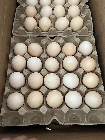 апельсин оптом: 🥚 ПОСТАВКА КУРИНЫХ ЯИЦ ПО БИШКЕКУ Здравствуйте! Предлагаем куриные — 1