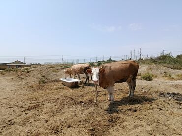sudluk: Dişi, Simental, il: 3, 600 kq, Südlük, Ünvandan götürmə, Ödənişli çatdırılma