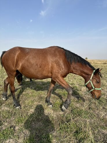 продаю дойных коров: Продаю | Жеребенок, Кобыла (самка), Жеребец | Кара Жорго | Для разведения, На забой, Рабочий