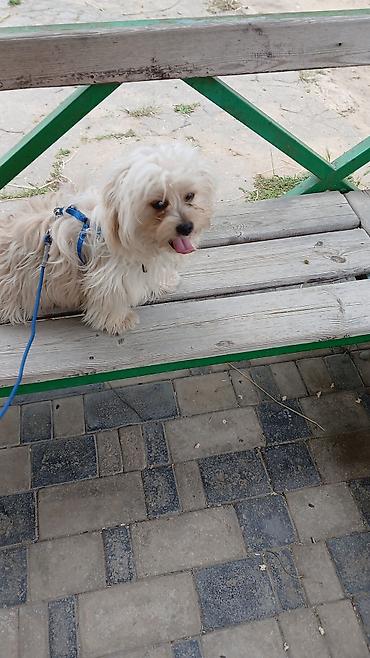 maltipoo satilir: Dişi — 3