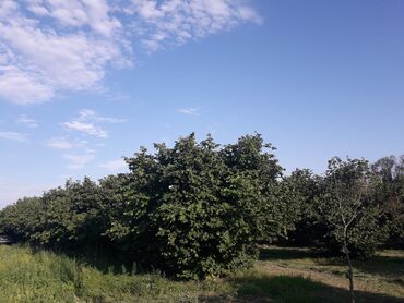 Bağ evlərinin satışı: Bakı, 65 kv. m, 3 otaqlı, Hovuzlu, İşıq — 9