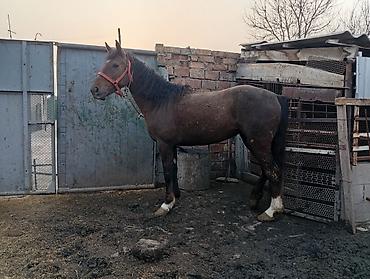 Лошади, кони: Продаю | Кобыла (самка) | На забой — 5