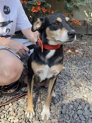 Отдам даром собаку: Собака даром: Дворняжка, 2 года, Самка, С прививкой — 7