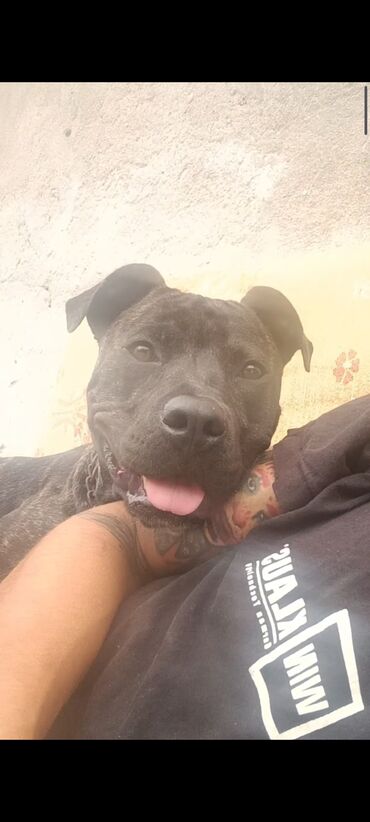 azərbaycan it adları: Pitbul, 5 ay, Dişi, Peyvəndli