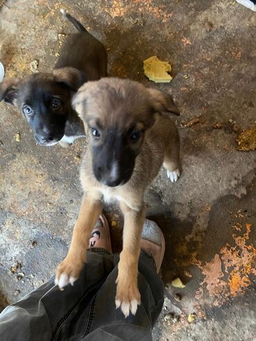 дратхара дратхар: Собака даром: Овчарка, 2 месяца, Самка