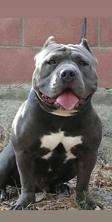 Продажа собак: Американский булли, 2 месяца, Самец — 4