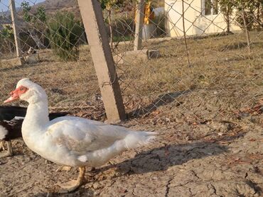 Ördəklər: Lal ördəklər satılır topdan 17 azn .Tək tək qiymətlər — 30