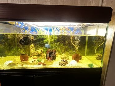 Akvariumlar: Böyük ölçülü şüşə akvarium komplekti - Ön və yanları şəffaf şüşəli — 6