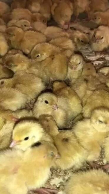 Bildirçin: Satışda Ətlik damazlıq 180 . 200 qram və bala Texas sortu — 9