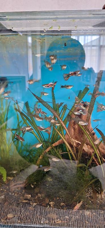 akvarium balıqları: Quppi, Sülhsevər, Ünvandan götürmə — 4