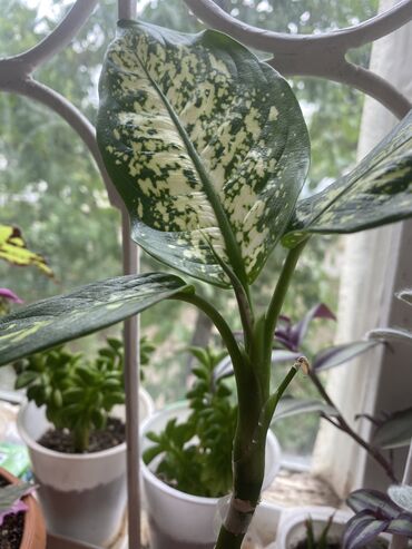 Фикусы: Продаю комнатные цветы, выращенные с душой, ухоженные и здоровые. В — 6