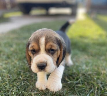 labrador stene: Beagle stene zensko, rodjeno 08. januara 2025 god, dostupno za