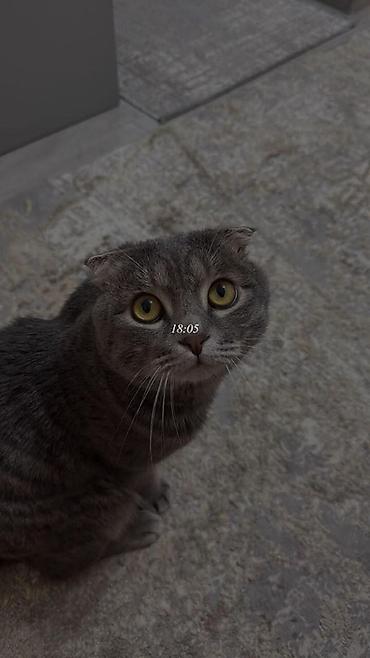 Шотландская вислоухая кошка (Scottish Fold)

2 годика
Мужчина