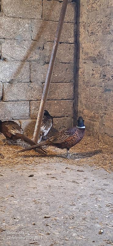 Digər quşlar: Qirqovul Xoruzlar satilir — 6