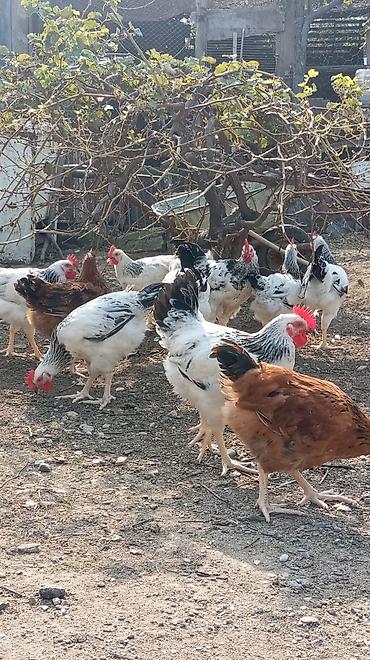 Xoruzlar: Tam saglam 4ayliq xoruz toyuq Məhsul təsviri: - Ağ lələklər, quyruq və — 14